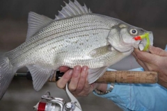texas-bass-fishing-guide-2013-4