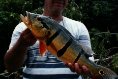 renaldo_peacock