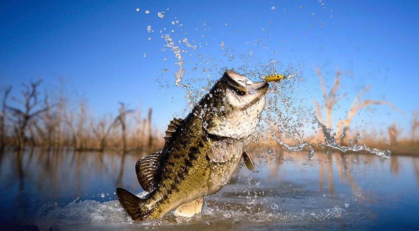 Clean Water and Texas Bass Fishing - Texas Fishing Guide