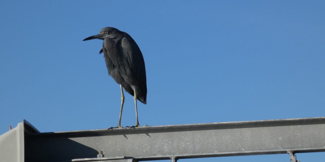 Blue Heron Shakett Creek