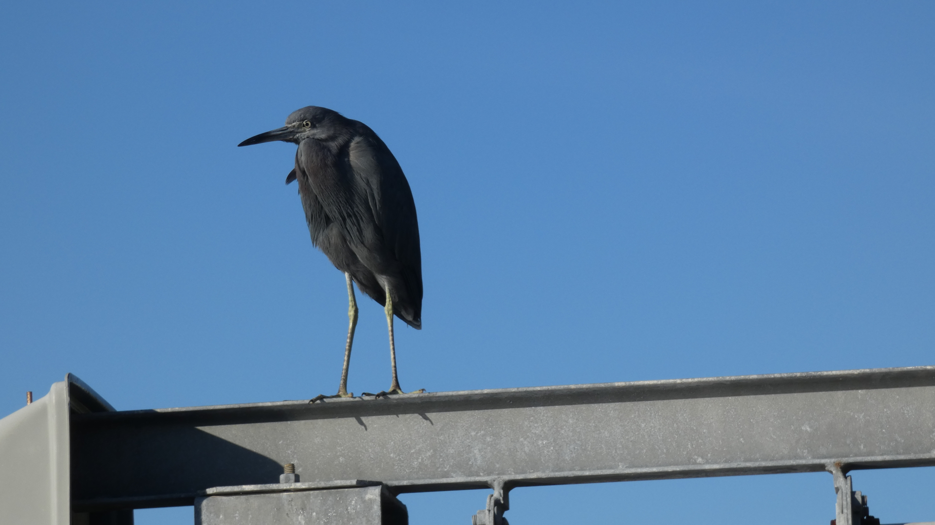 Blue Heron Shakett Creek
