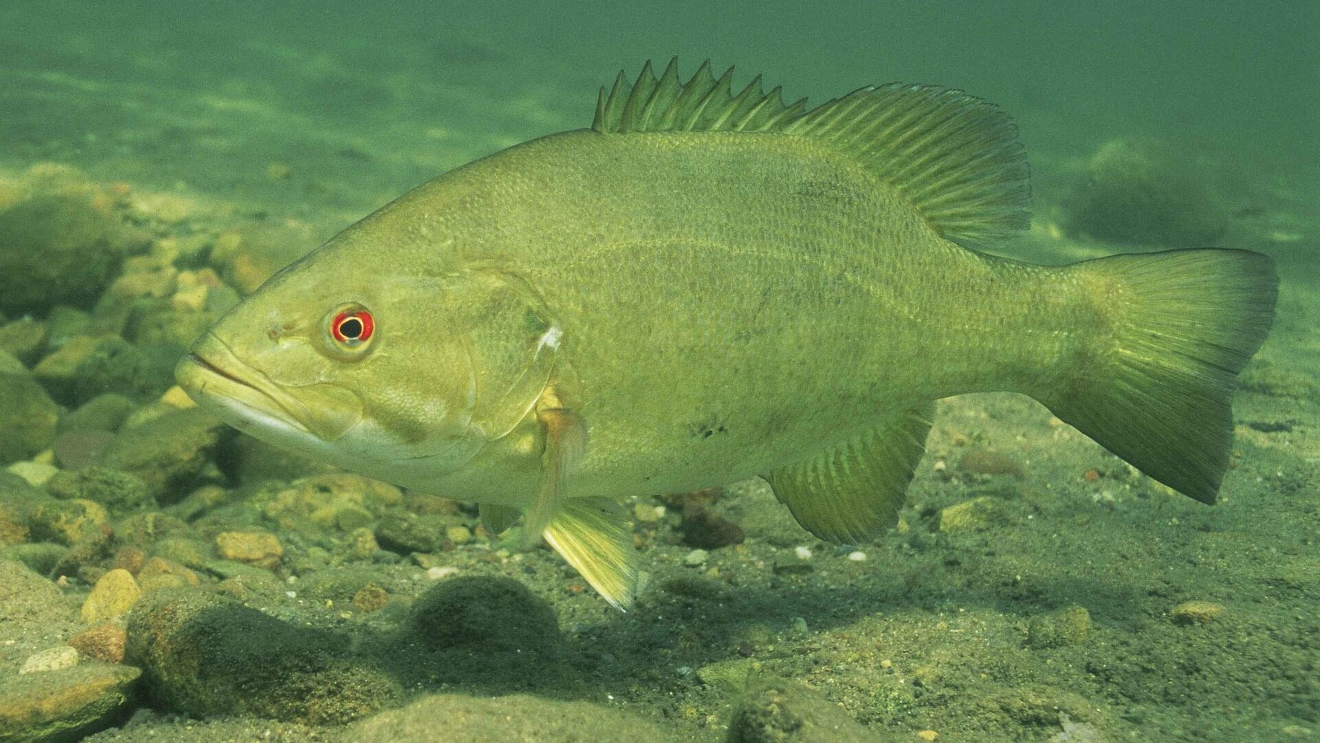 Deep Winter Bass Fishing