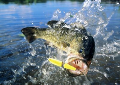 Texas Bass Fishing
