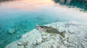 Bass on Fly Devils River Amistad