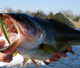 2019 Texas Fishing Guide Photos 1 bass-fishing-3
