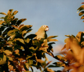 2019 Texas Fishing Guide Photos 6 peacock_bay_lodge_parrot