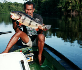 rio_negro_guide_peacock_3