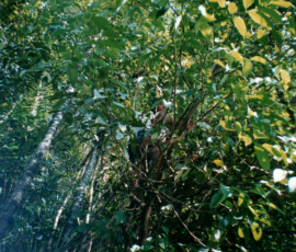 2019 Texas Fishing Guide Photos 34 rio_negro_howler_monkey