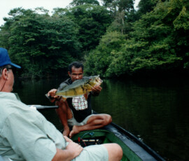 2019 Texas Fishing Guide Photos 31 rio_negro_pat_guide_peacock