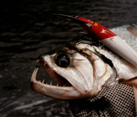 2019 Texas Fishing Guide Photos 21 rio_paragua_payara_fishing_2