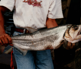 2019 Texas Fishing Guide Photos 1 rio_paragua_payara_fishing_38