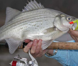 2019 Texas Fishing Guide Photos 4 texas-bass-fishing-guide-2013-4