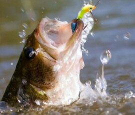 2019 Texas Fishing Guide Photos 2 texas-bass-fishing-guide-2015-2