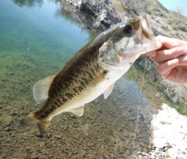 2019 Texas Fishing Guide Photos 3 texas-bass-fishing-guide-2015-3