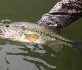 2019 Texas Fishing Guide Photos 4 texas-bass-fishing-guide-2015-4