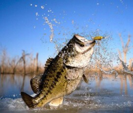2019 Texas Fishing Guide Photos 6 big-bass-jumping