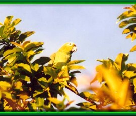 2019 Texas Fishing Guide Photos 13 camp_parrot