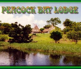 2019 Texas Fishing Guide Photos 4 peacock_bay